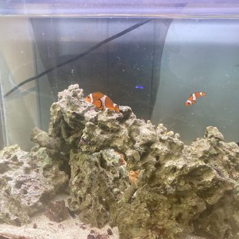 Topsail Aquarium - Clown fish - Aquariums Near Me - Surf City, North Carolina