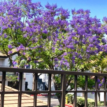 The Bluffs - My balcony in spring! - Apartments Near Me - Rancho Cucamonga, California The Bluffs - My balcony in spring! - Apartments Near Me - Rancho Cucamonga, California