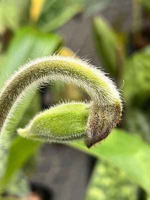 Hillwood Estate, Museum & Gardens by null Hillwood Estate, Museum & Gardens by null