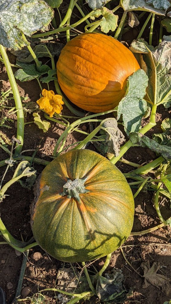 HILLTOP FARM Updated August 2024 17 Photos Fosse Way, Leamington