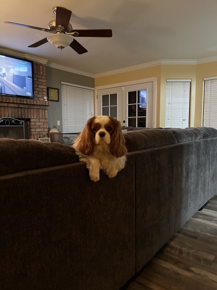 PAMPERED PAWS PET GROOMING Updated September 2024 17 Reviews 1410