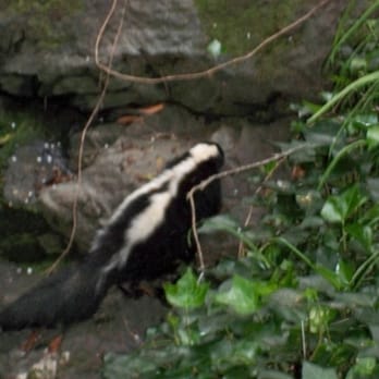 Rat Magic - Skunk removal - Pest Control Near Me Rat Magic - Skunk removal - Pest Control Near Me