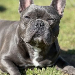 Happy Tails Pet Sitting - Pumbaa at Happy Tails Pet Sitting