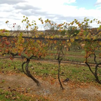 Old York Cellars - Vines - Wine Tasting Room Near Me - Ringoes, New Jersey