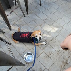 Borracho Saloon - National Dog Day!