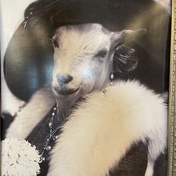 Rodeo Goat - Burgers Near Me - Houston, Texas