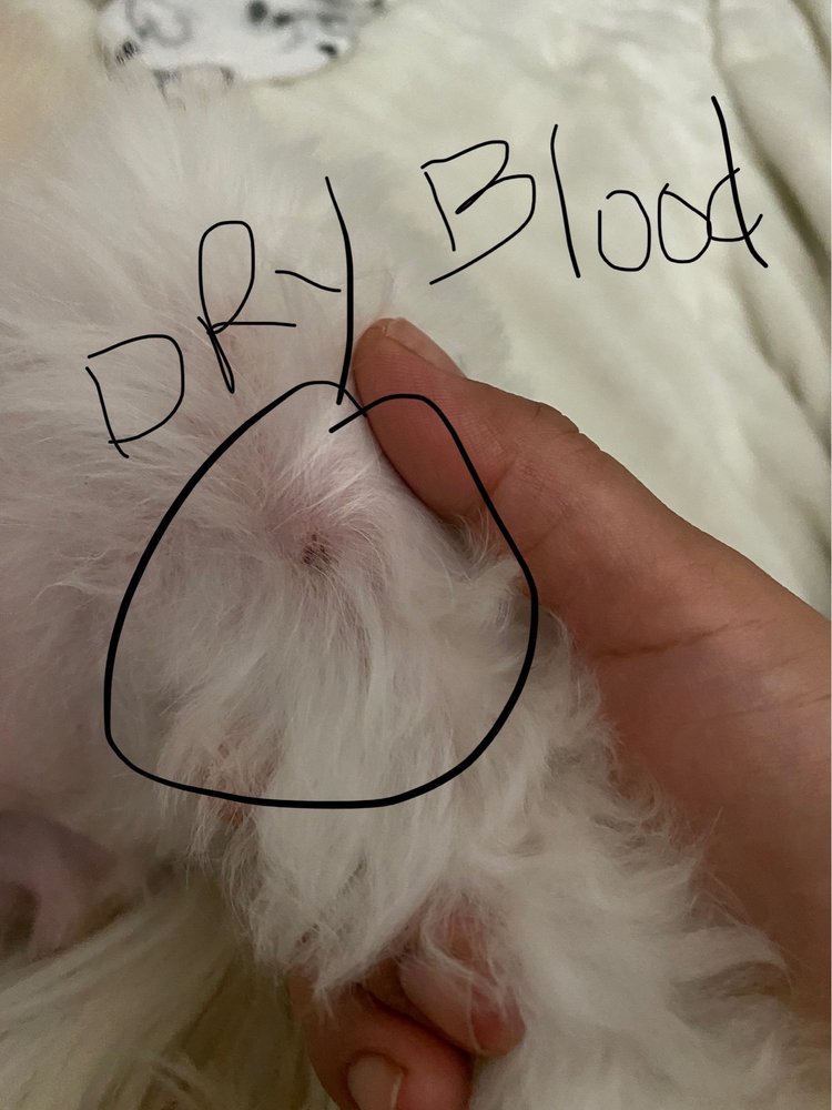 DAWG’S HOUSE OF GROOMING 31 Photos & 116 Reviews 5103 Richfield Rd