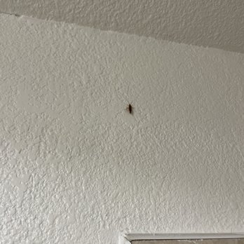Lake Marina Inn - Roach crawling up the wall in the bathroom - Hotels Near Me - Clearlake Oaks, California
