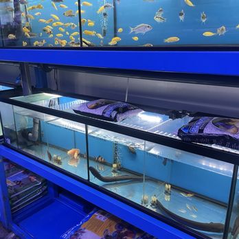Rainbow Aquarium and Pond - Aquarium Services Near Me - Arleta, California Rainbow Aquarium and Pond - Aquarium Services Near Me - Arleta, California