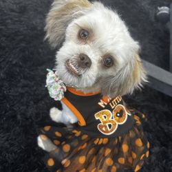 The Dog Boutique