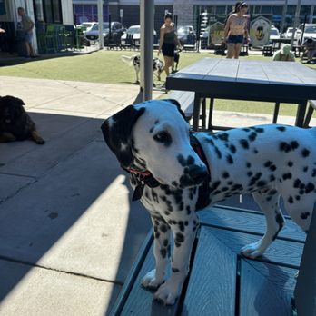 Bark Social - Baltimore - Dog Parks Near Me - Baltimore, Maryland Bark Social - Baltimore - Dog Parks Near Me - Baltimore, Maryland