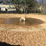 Photo of Bree's Bark Park