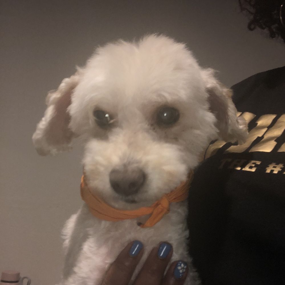 Wag Hotels - Carson - Pet Training Near Me - Carson, California Wag Hotels - Carson - Pet Training Near Me - Carson, California