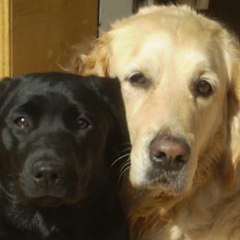 wild side walks - Dog Walkers Near Me - Glasgow, EDU