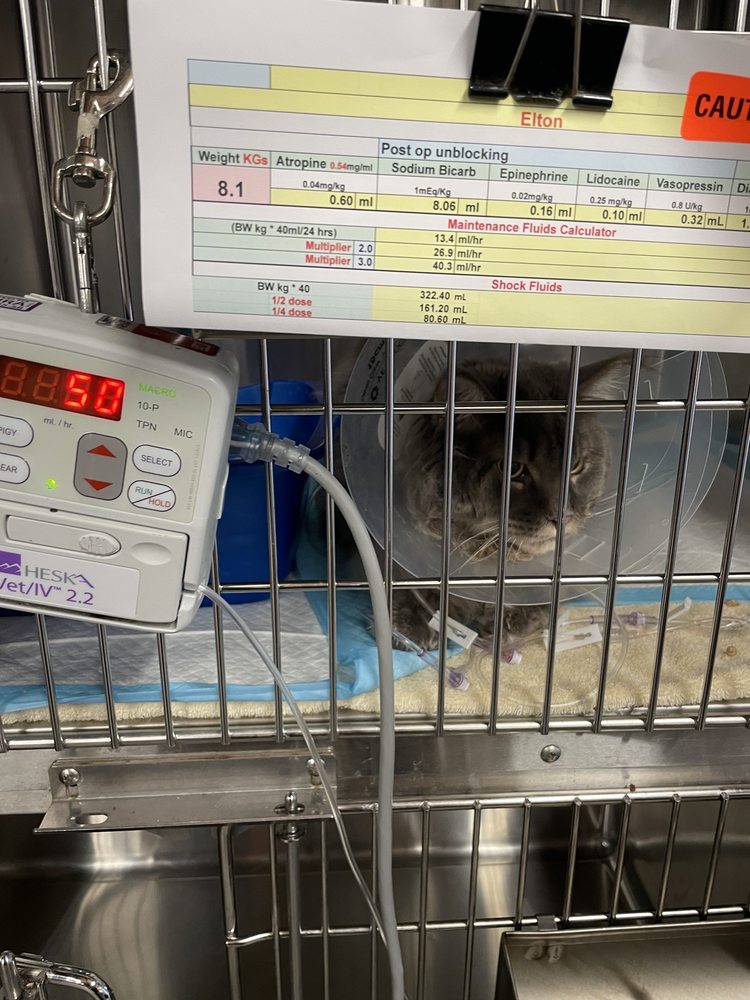 Mountain Fork Main Coon Cattery