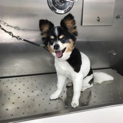 House Call Mobile Grooming
