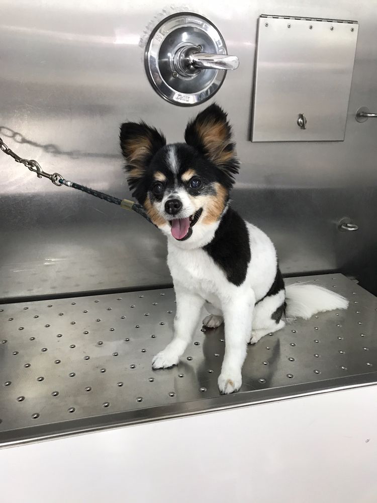 HOUSE CALL MOBILE GROOMING Updated September 2024 15 Photos