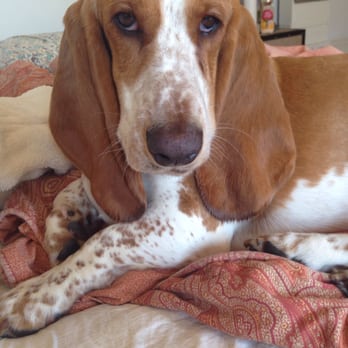 The Animedic - Louis after his appointment! Feeling much better!! - Veterinarians Near Me - Philadelphia, Pennsylvania