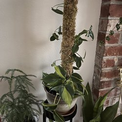 Arium Botanicals