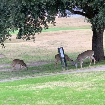 Pine Forest Golf Club - Deer ate one of the holes - Golf Near Me - Bastrop, Texas Pine Forest Golf Club - Deer ate one of the holes - Golf Near Me - Bastrop, Texas