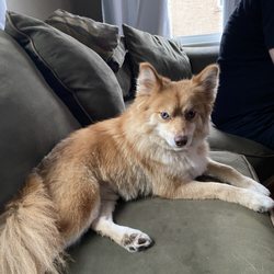 My Dog's Groomer - He knows he looks good! Frankie 5 year old pomsky