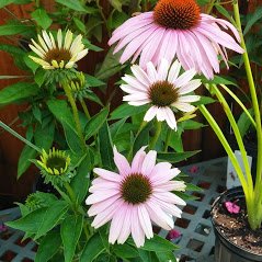 Panetta's Landscape Supplies Westland