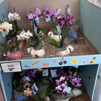 Sprouts Farmers Market - Cute flowers - Grocery Near Me - Cedar Park, Texas