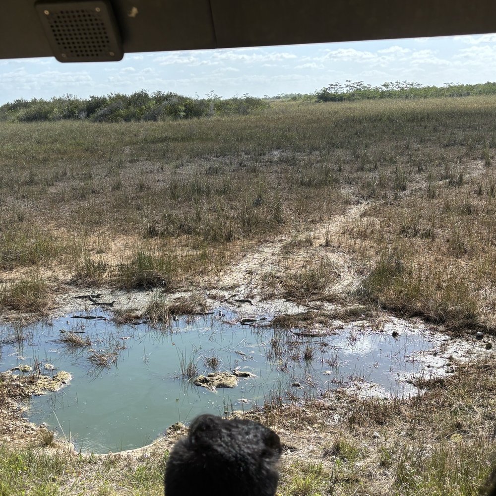 Shark Valley Tram Tours - Tours Near Me - Miami, Florida