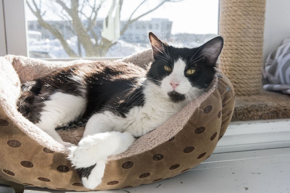 KITTY COTTAGE 34 Photos & 23 Reviews 317 W Johnson Hwy, Norristown