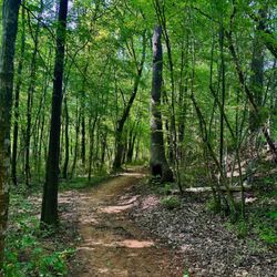 Hector H Henry II Greenway
