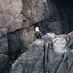 Good Time Dave’s Salmon And Halibut Fishing Charters - Eagles all around us!
