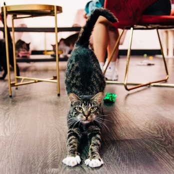 Tally Cat Cafe - Pet Adoption Near Me - Tallahassee, Florida Tally Cat Cafe - Pet Adoption Near Me - Tallahassee, Florida
