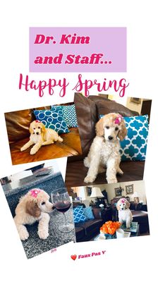 big bear city animal hospital