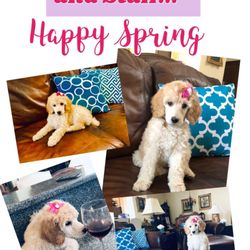 Bear City Animal Hospital - Happy Spring!