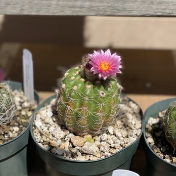 Desert Creations Nursery - Gift Shops Near Me - Northridge, California Desert Creations Nursery - Gift Shops Near Me - Northridge, California