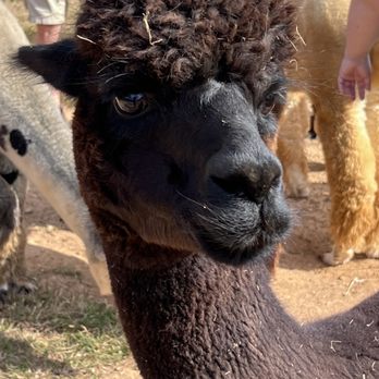 Breezy Hill Farm - Attraction Farms Near Me - Woodbine, Maryland