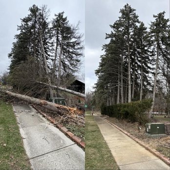 Alptex Tree Service - Tree Services Near Me Alptex Tree Service - Tree Services Near Me