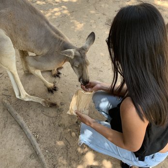 Lone Pine Koala Sanctuary - Zoos Near Me - Fig Tree Pocket, QLD