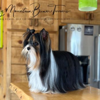 Rocky Mountain Biewer Terriers - Rocky Mountain Biewer Terriers - Louie - Pet Breeders Near Me - Dolores, Colorado
