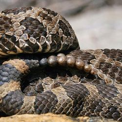 Massasauga Outfitters