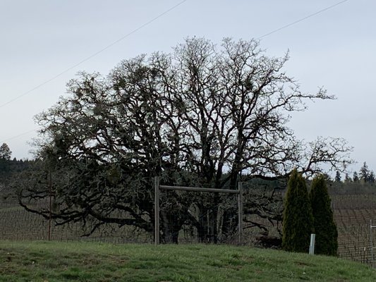 Benton-Lane Winery by null