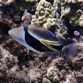 Destination Diving and Snorkel Maui - Humuhumunukunukuapua'a - Scuba Diving Near Me
