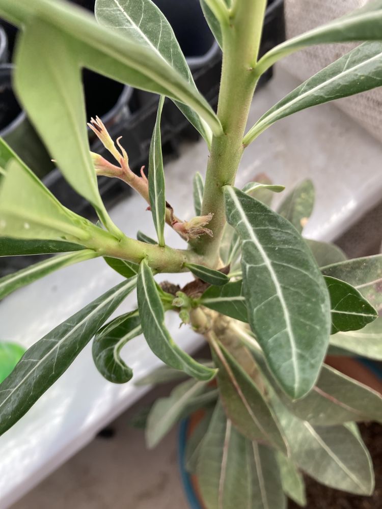 ZONE 7 GREENHOUSE Updated October 2024 41 Photos 1805 E Rose Rd, Hobbs, New Mexico