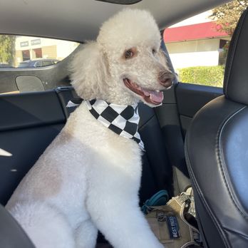 Dingo Pet Grooming - Lola after her grooming at Dingo Pet Grooming in La Habra. - Pet Groomers Near Me - La Habra, California Dingo Pet Grooming - Lola after her grooming at Dingo Pet Grooming in La Habra. - Pet Groomers Near Me - La Habra, California