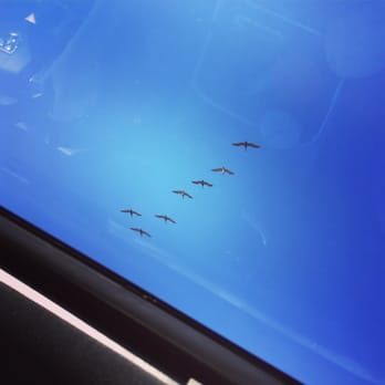 Surfside Beach - Pelicans flying above! - Beaches Near Me - Surfside Beach, Texas