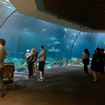Shedd Aquarium - Shark Tank - Aquariums Near Me - Chicago, Illinois Shedd Aquarium - Shark Tank - Aquariums Near Me - Chicago, Illinois