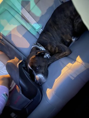 Chicago Animal Care and Control by null