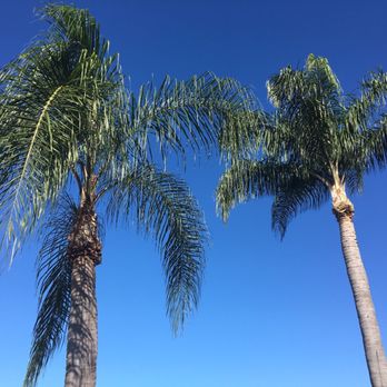 Enoch Reynolds Tree Service - The after. Great job crew. - Tree Services Near Me - Sarasota, Florida Enoch Reynolds Tree Service - The after. Great job crew. - Tree Services Near Me - Sarasota, Florida