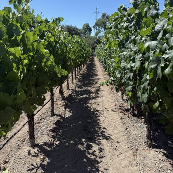 Napa Valley Wine Trolley - Wine Tours Near Me - Napa, California Napa Valley Wine Trolley - Wine Tours Near Me - Napa, California