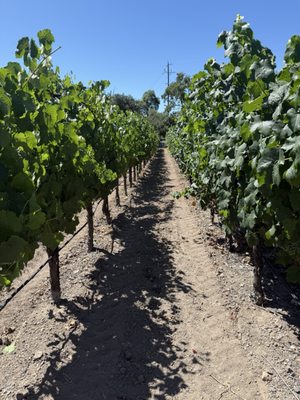 Napa Valley Wine Trolley by null